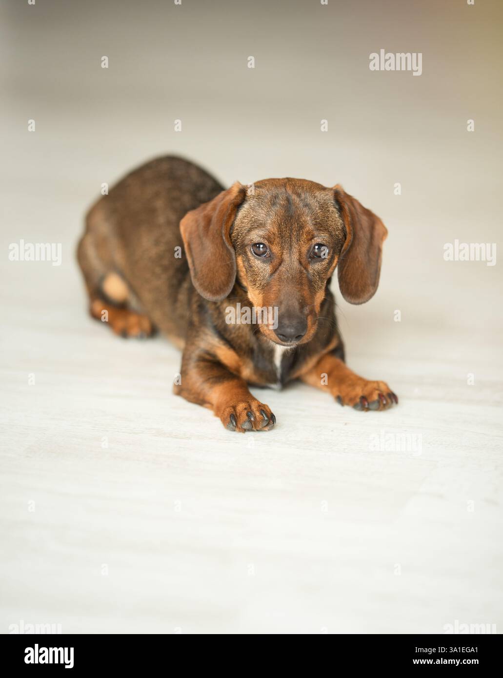 Un mignon teckel brun est allongé sur les étagères à la maison. Banque D'Images