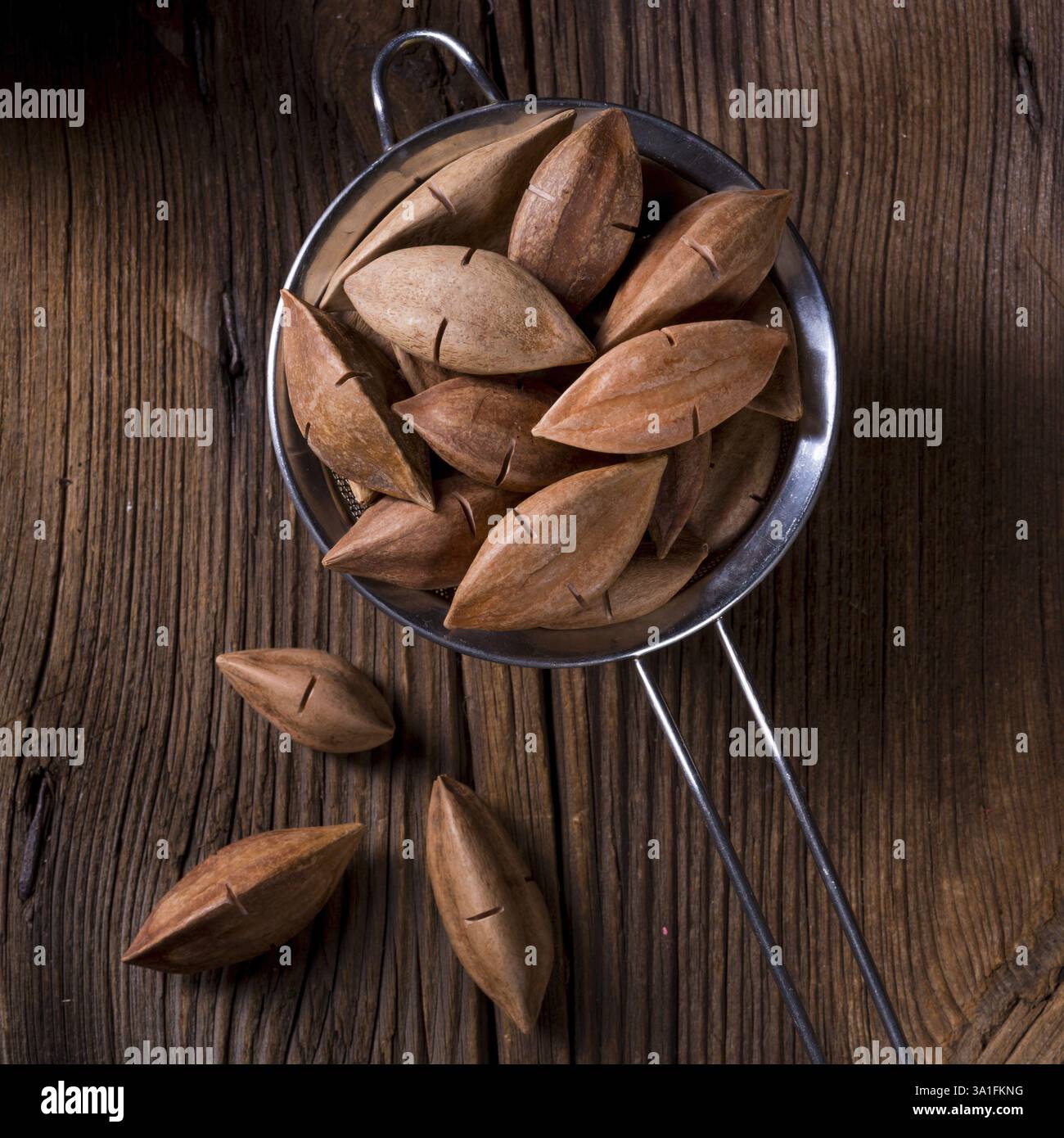 Canarium ovatum, communément appelé pili est une espèce d'arbre tropical Banque D'Images