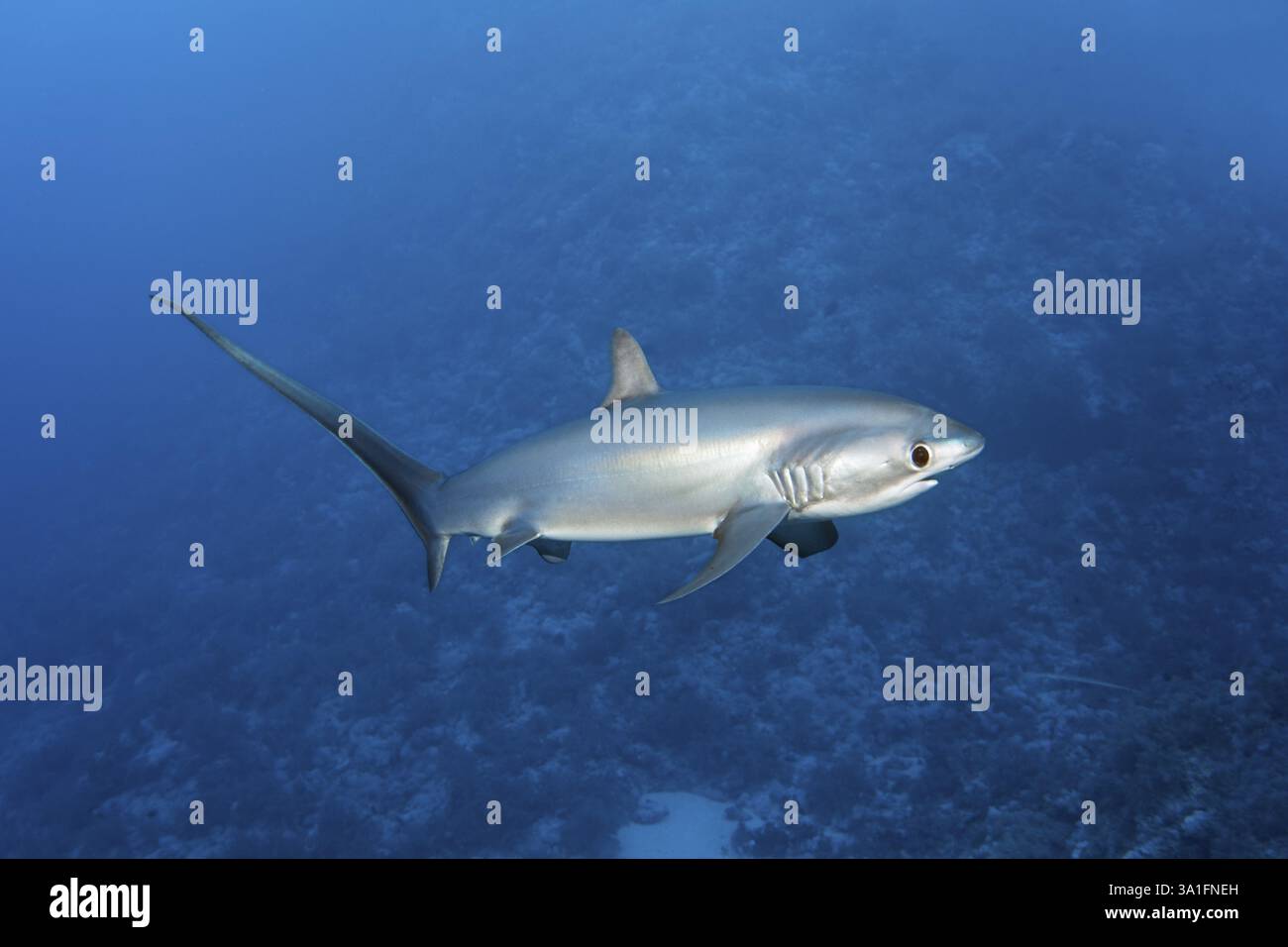 Renard commun, renard, requin, (Alopias vulpinus), poisson, nage au-dessus du récif corallien, espèces, en voie de disparition, mer Rouge, îles Brother, El Akhawein, Égypte, Banque D'Images
