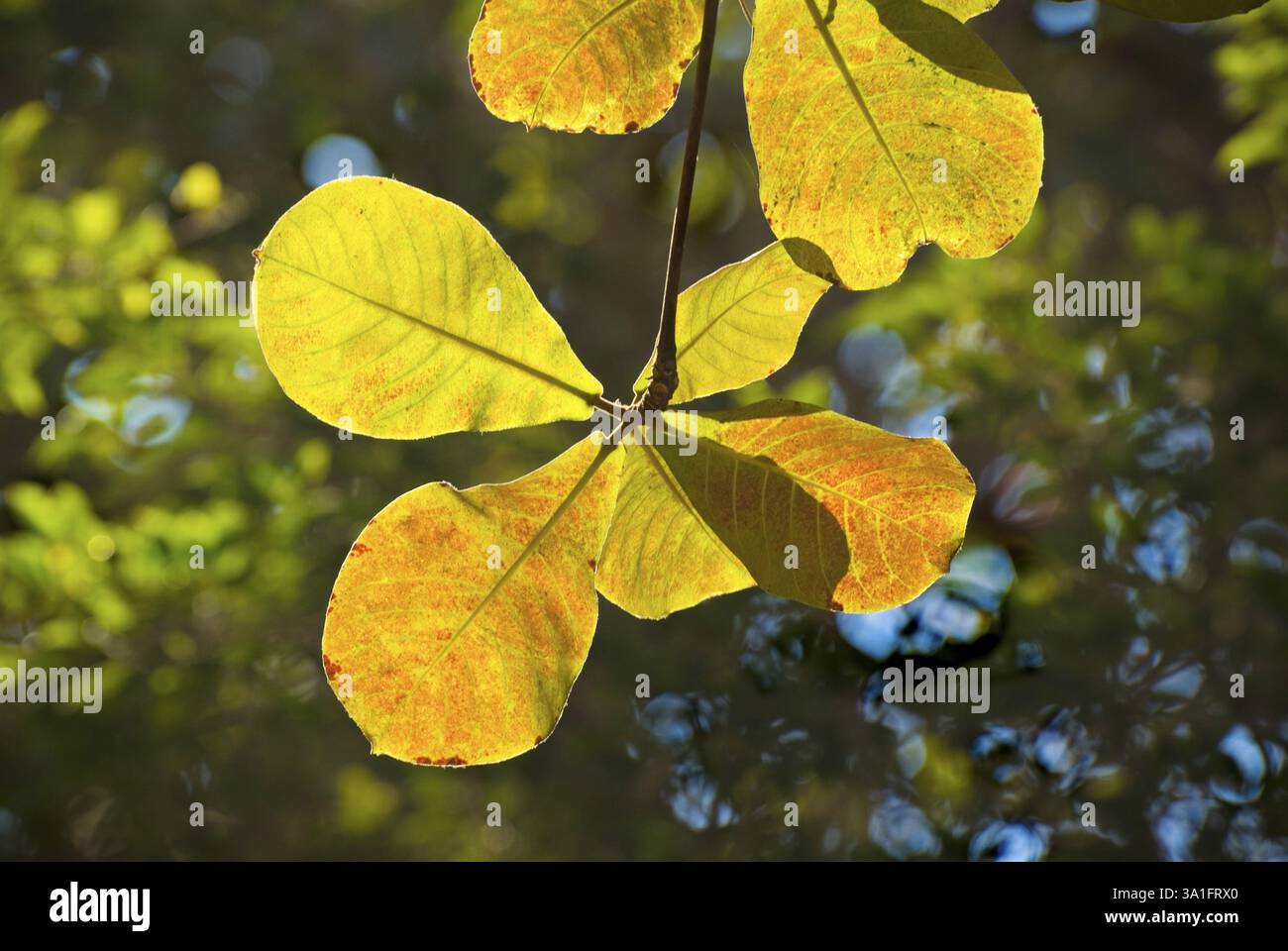 Feuilles rétroéclairées de l'amandier (Terminalia Catappa Linn) près de la plage de Juhu, Bombay Now Mumbai, Maharashtra, Inde, Asie Banque D'Images