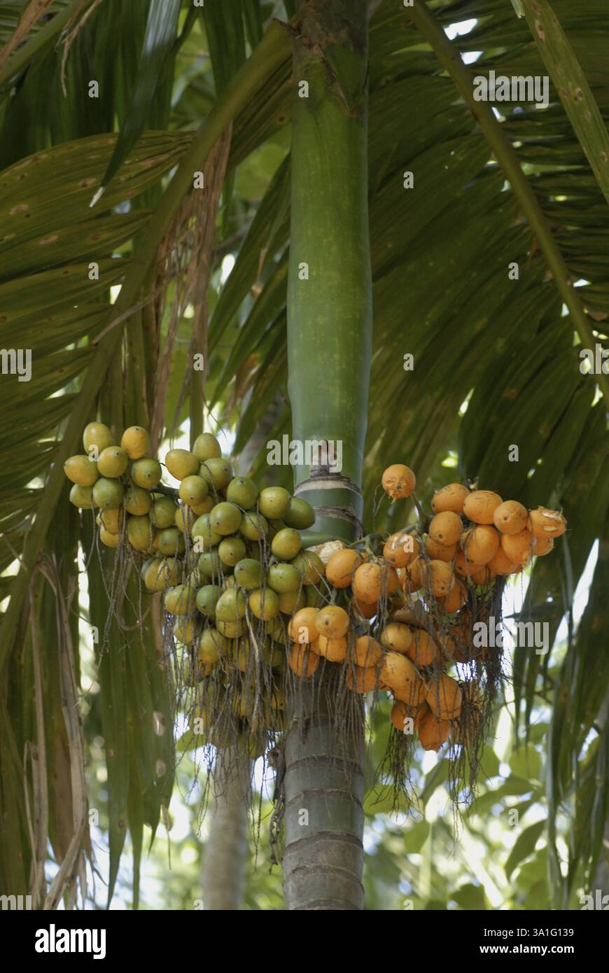 Vue rapprochée d'un tas de noix de bétel sur Areca Palm à Shrivardhan, côte Konkan, District Raigad, Maharashtra, Inde, Asie Banque D'Images