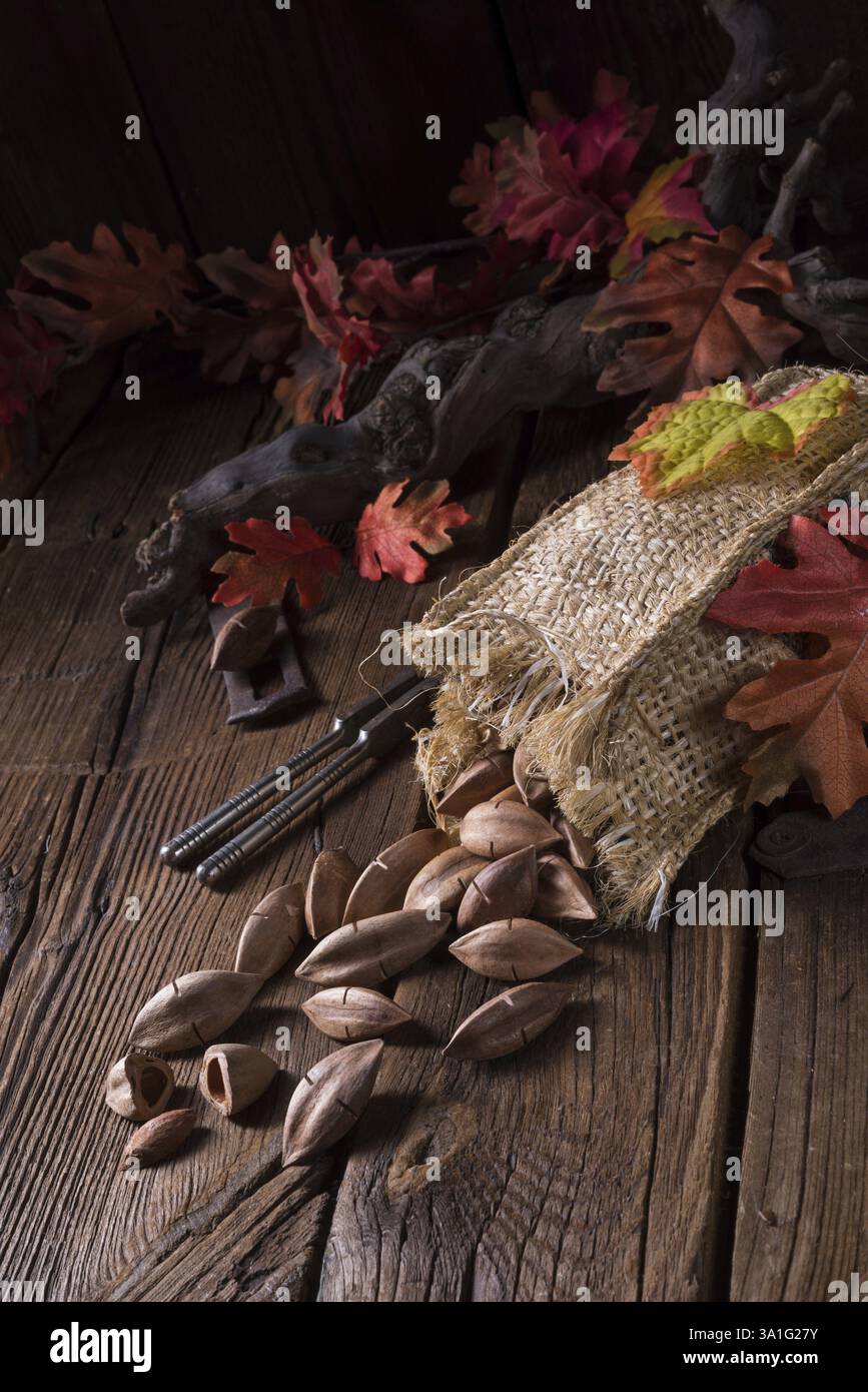 Canarium ovatum, communément appelé pili est une espèce d'arbre tropical Banque D'Images