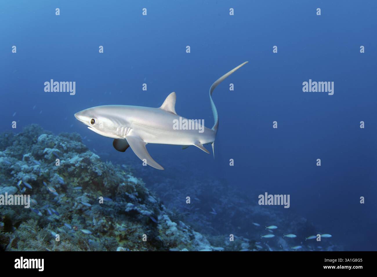 Renard commun, renard, requin, (Alopias vulpinus), nageant avec une peau plus propre (Labroides dimidiatus) au-dessus du récif corallien, poissons, espèces, en voie de disparition, Banque D'Images