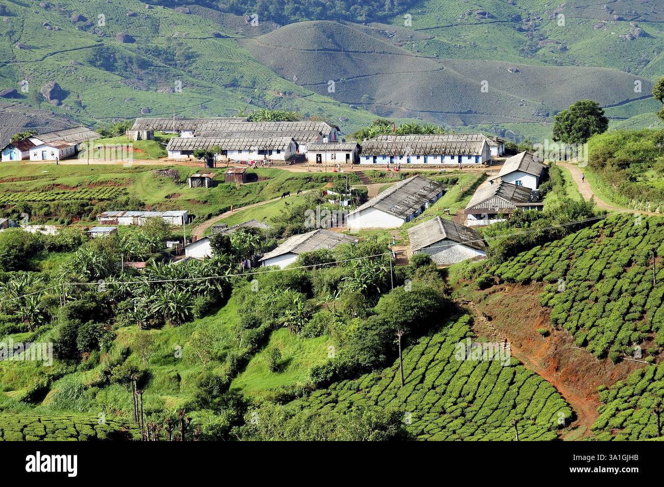 Maisons de travailleurs de jardins de thé à Munnar, Kerala, Inde, Asie Banque D'Images