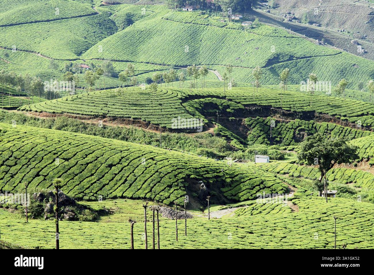 Jardins de thé à Munnar, Kerala, Inde, Asie Banque D'Images