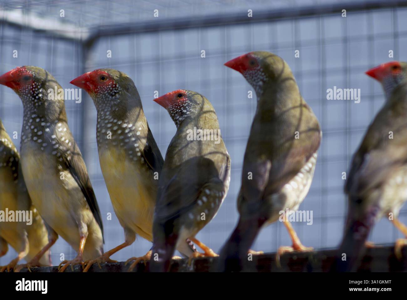 Oiseaux, spécimen, Finch étoilé (Poephila Ruficauda) Banque D'Images