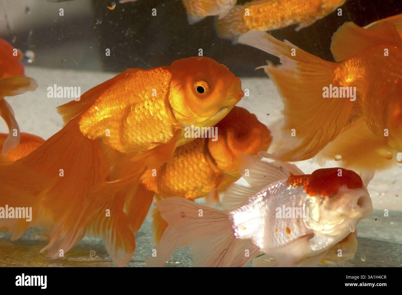 Poisson d'aquarium, chapeau rouge Oranda et tête de lion Banque D'Images