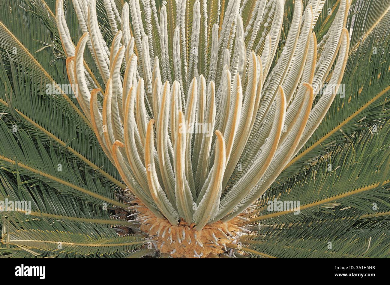 Jeunes feuilles qui poussent de Cycas revoluta, Bombay Mumbai, Maharashtra, Inde, Asie Banque D'Images