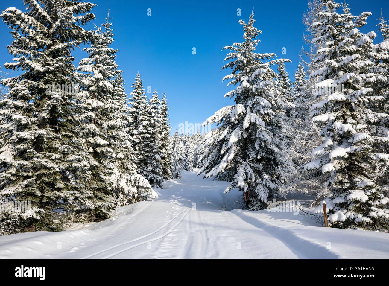 WA28168-00...WASHINGTON - la route enneigée offre une excellente piste de ski d'hiver au-dessus de Copper Creek Hut dans le système de pistes de ski du mont Tahoma. Banque D'Images