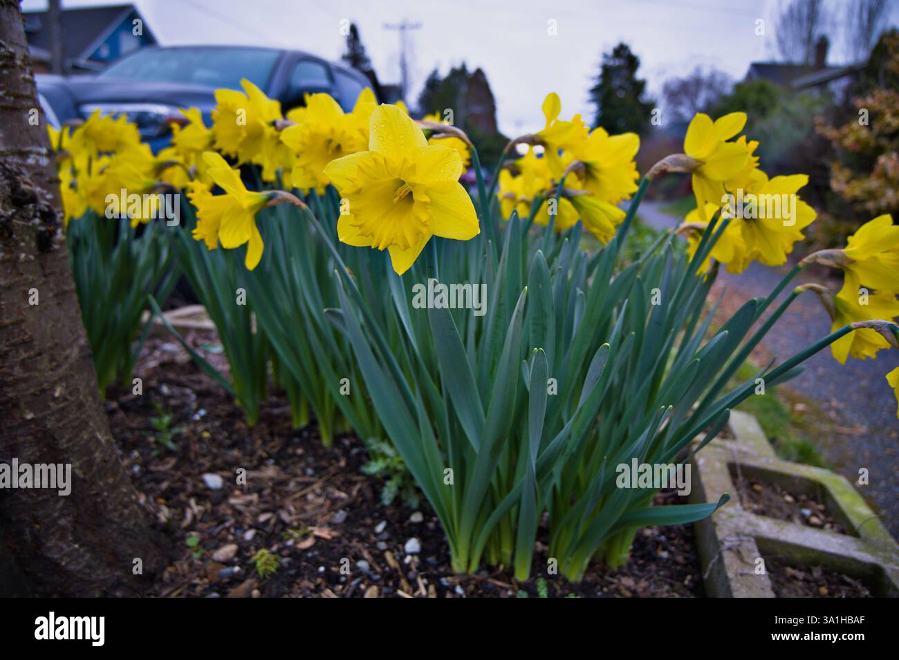 Jonquilles sauvages (Narcissus pseudonarcissus) à Seattle Banque D'Images