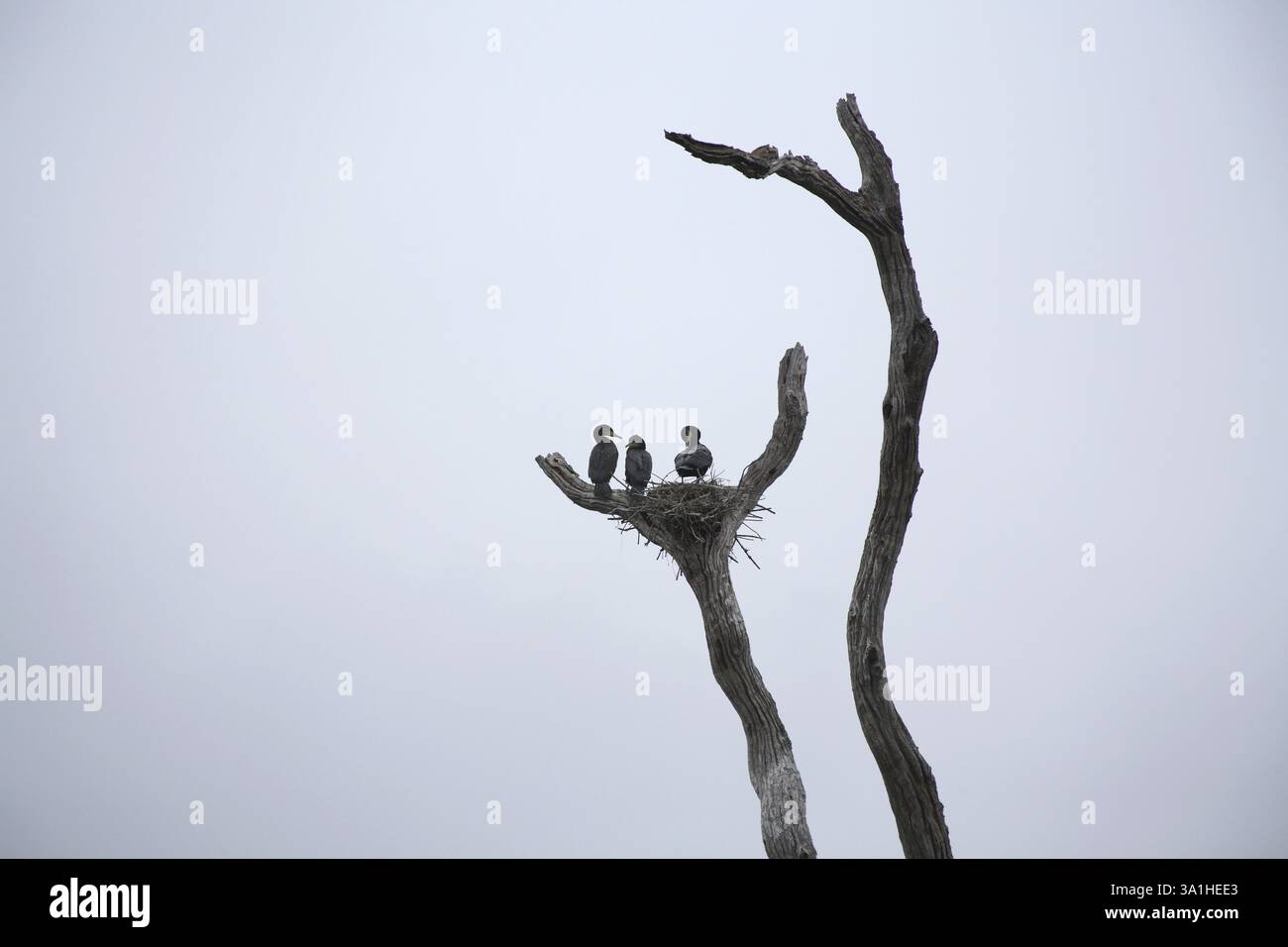 Cormorans oiseaux Phalacrocoracidae dans le nid de bâtons au sanctuaire de faune Periyar District Idukki, Kerala, Inde, Asie Banque D'Images