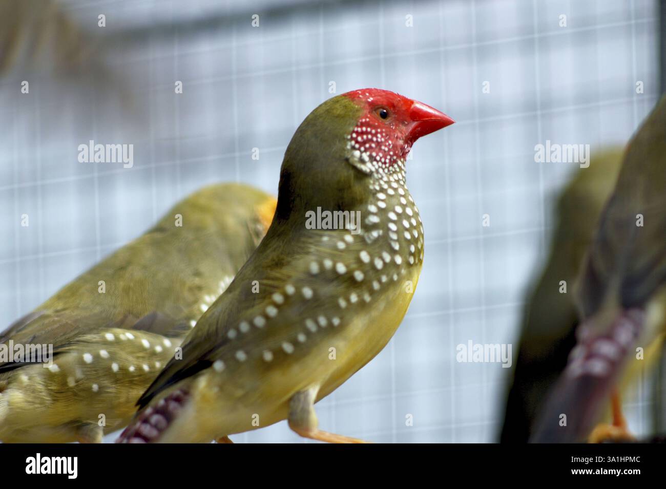 Oiseaux, spécimen, Finch étoilé (Poephila Ruficauda) Banque D'Images