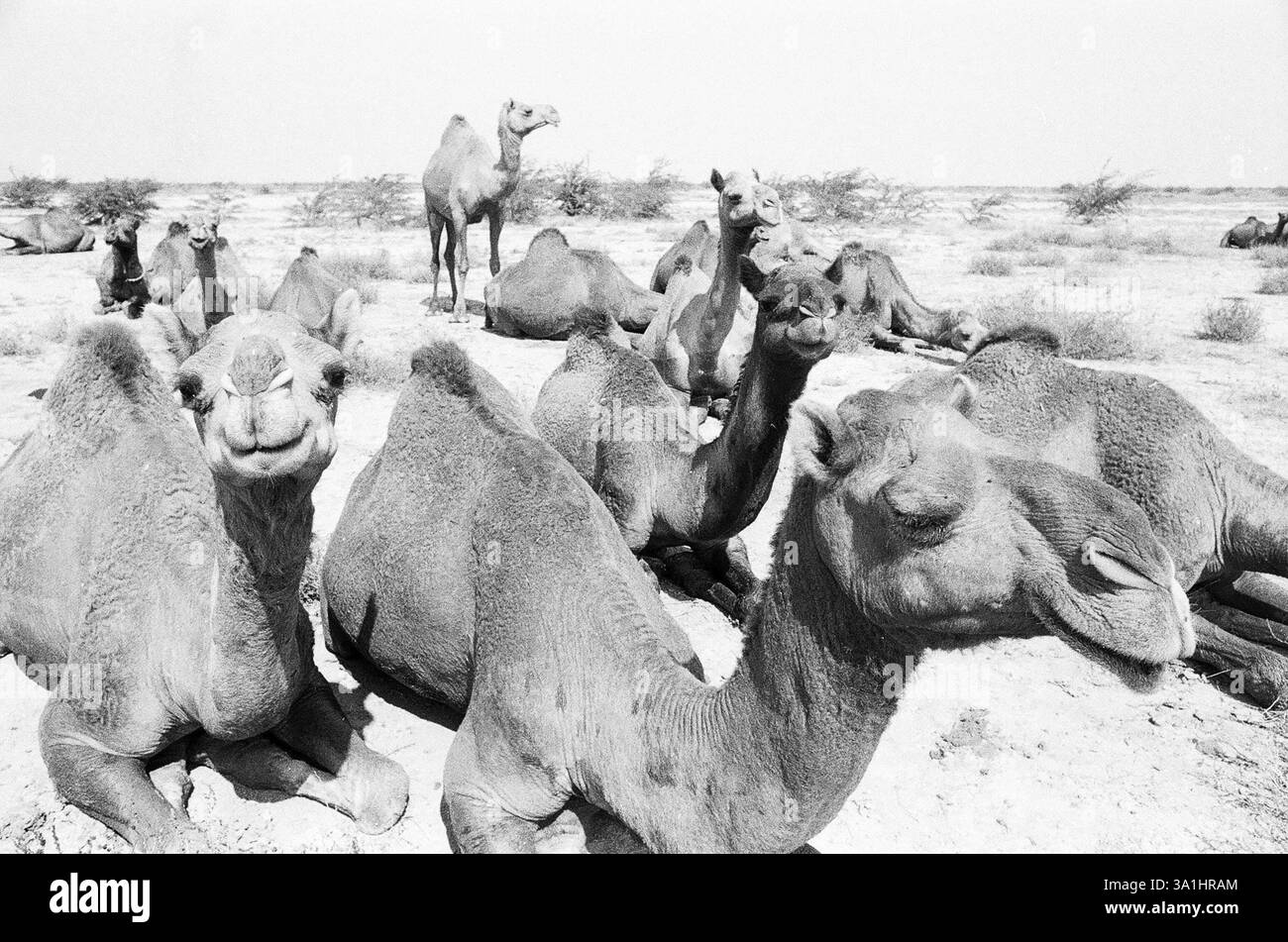 Troupeau de chameaux près de Rann de Kutch, Gujarat, Inde, Asie Banque D'Images
