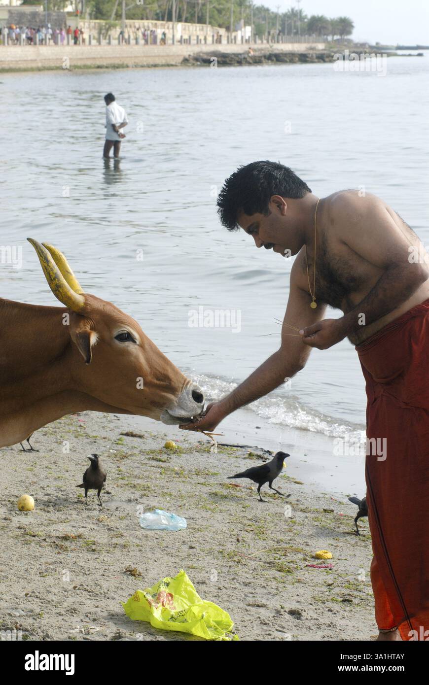 Homme portant un poumon écarlate nourrissant une vache à Agnitheertham shore, Rameswaram, Char Dham, Tamil Nadu, Inde, Asie Banque D'Images