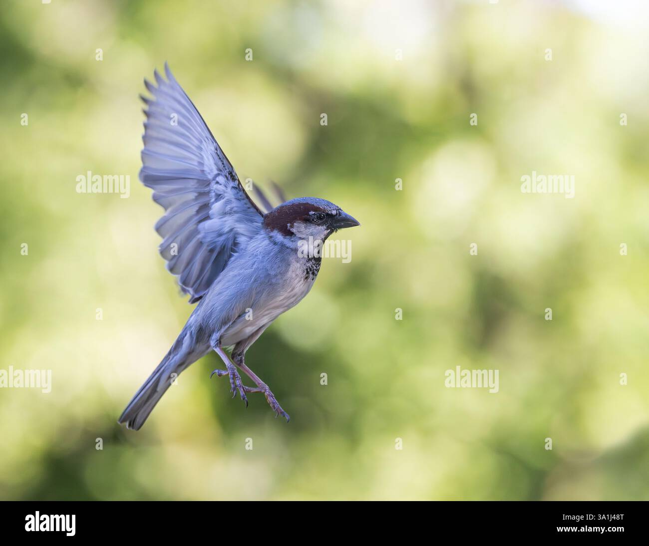 Moineau domestique [ passer domesticus ] oiseau mâle en vol Banque D'Images