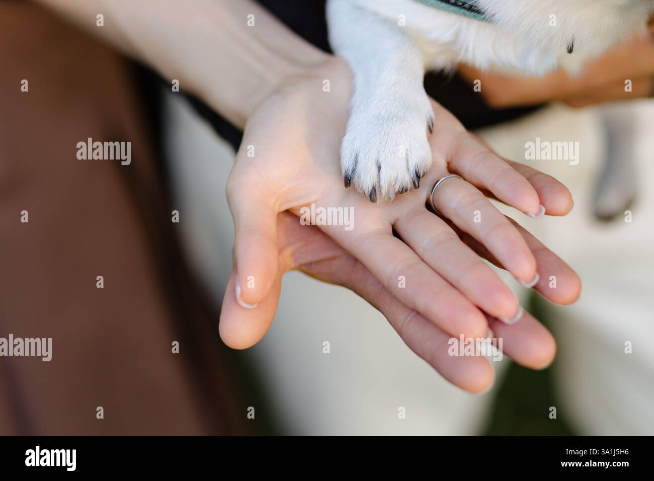 Un moment tendre capturé alors qu'un couple partage une touche d'amour avec leur petit chien. La lumière du soleil filtre doucement à travers le feuillage, créant une atmosphère sereine Banque D'Images