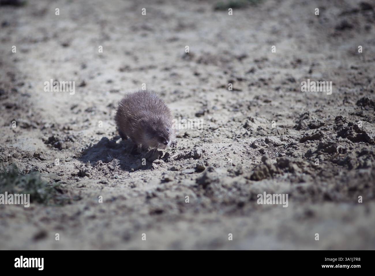 Coypu sauvage (nutria) sur terre, petit mammifère dans la nature Banque D'Images