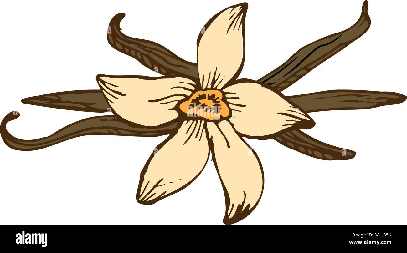 Fleur de vanille avec croquis de bâtons. Illustration vectorielle dessinée à la main de fleur d'orchidée et de pods. Illustration de Vecteur