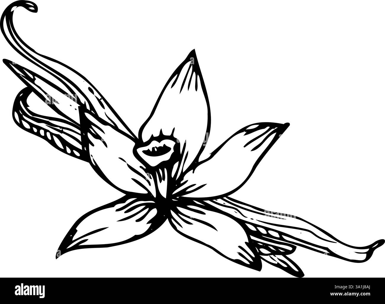 Illustration vectorielle détaillée dessinée à la main de fleurs d'orchidée vanille avec des bâtons. Cet élégant dessin au trait est parfait pour les dessins botaniques ou le produ naturel Illustration de Vecteur