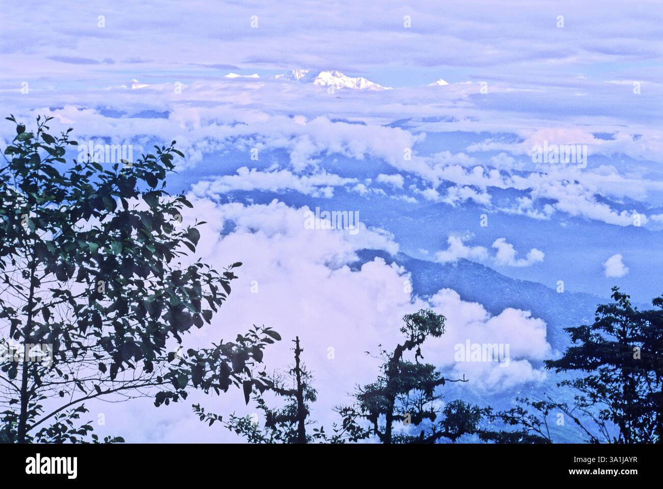 La vue panaramique des pics SNAw, des nuages blancs et des pins verts Khanchangdzonga à Darjeeling West Bengale, Inde, Asie Banque D'Images