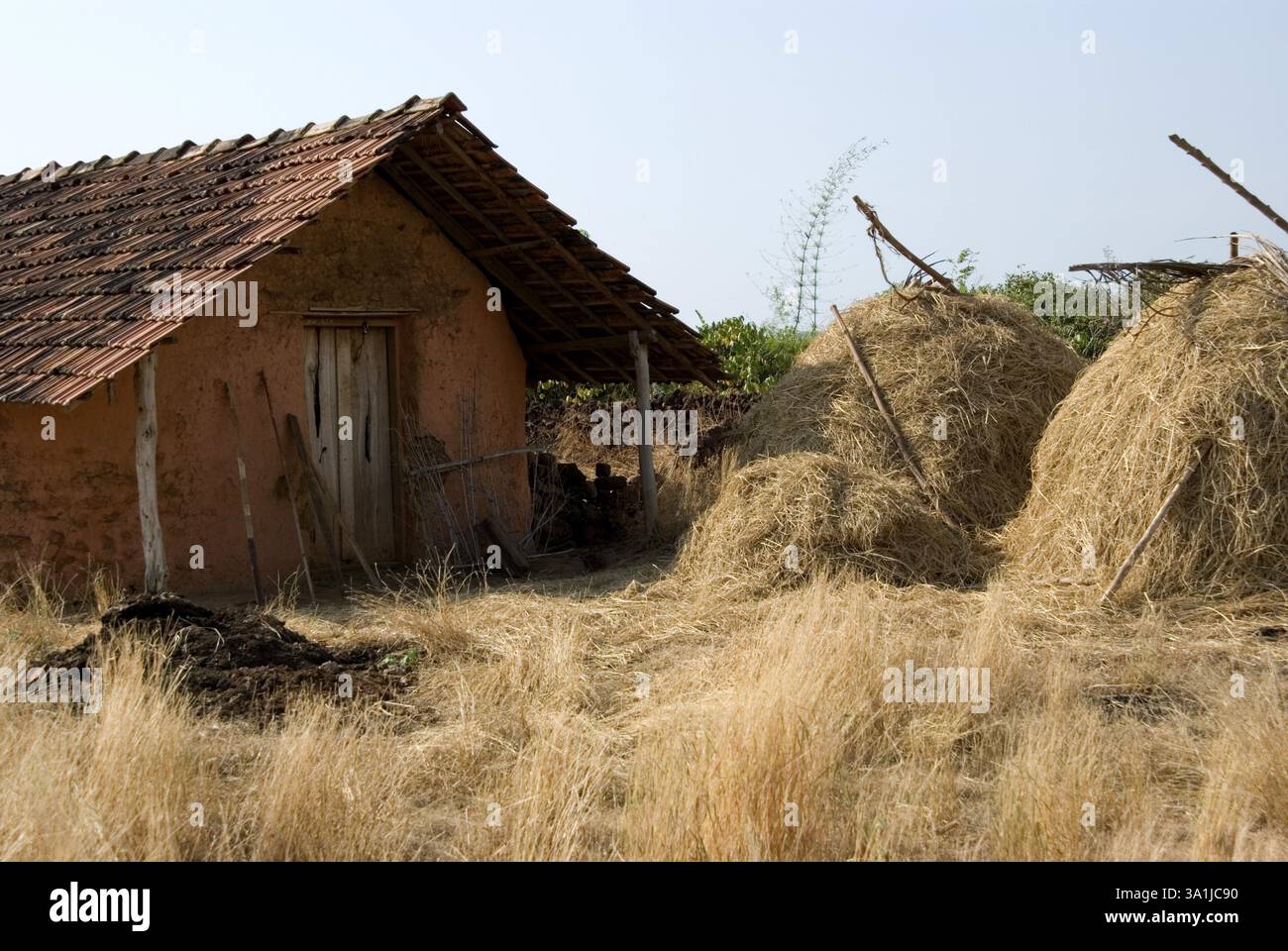 Ferme en boue et pierre avec toit en tuiles après la saison de récolte, Konkan, district de Sindhudurg, Maharashtra, Inde, Asie Banque D'Images