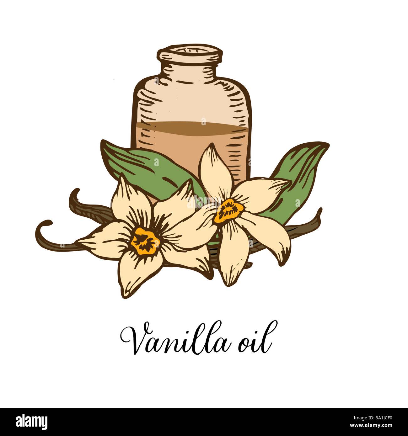 Fleur de vanille avec bâtons et pot avec ensemble de croquis à l'huile. Illustration vectorielle dessinée à la main de fleur d'orchidée et de pods. Illustration de Vecteur