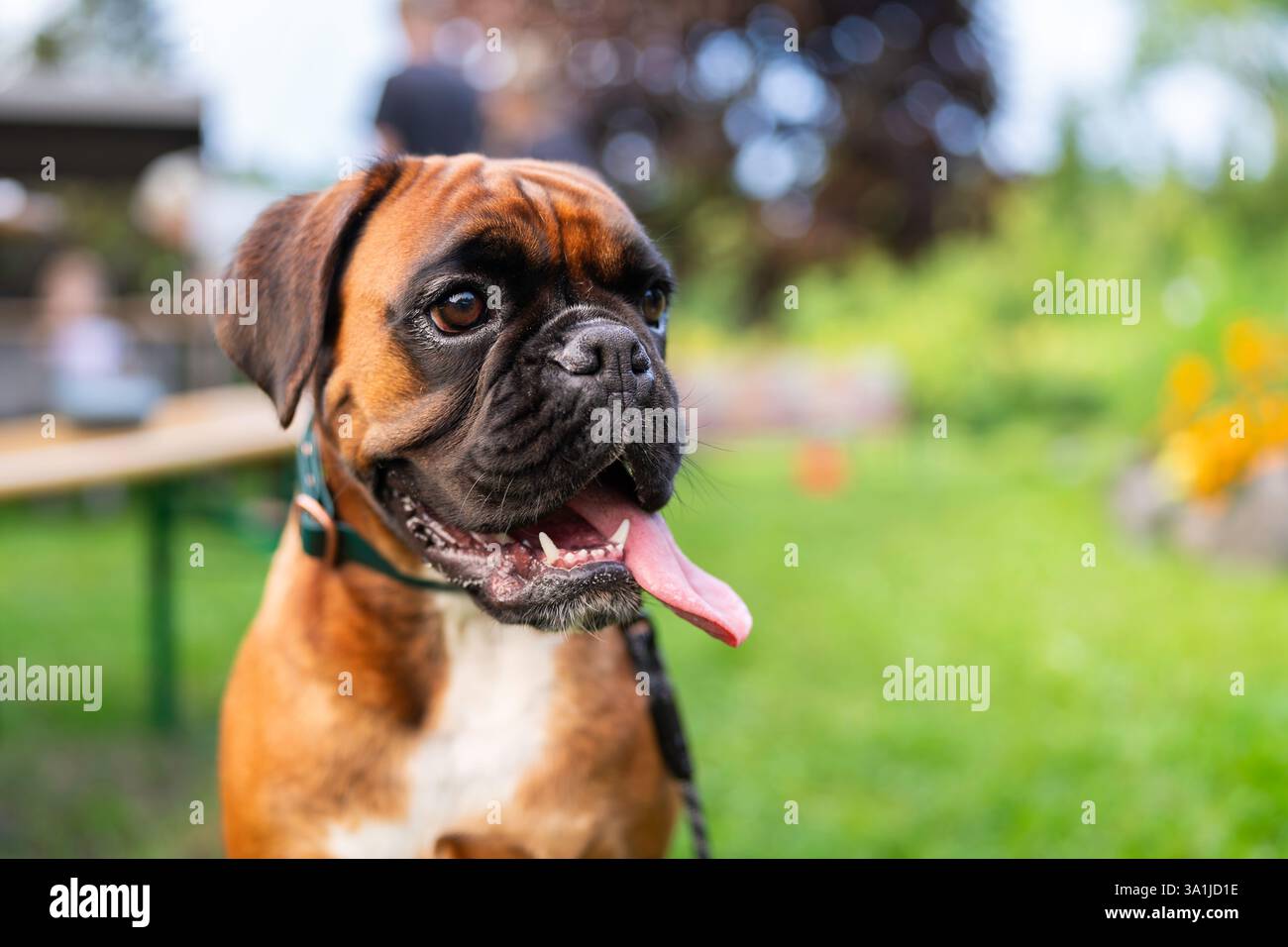Jeune Boxer chien assis dans un jardin. Un jeune boxeur fait une pause et se détend dans un jardin. Boxer de couleur fauve, de race pure. Banque D'Images