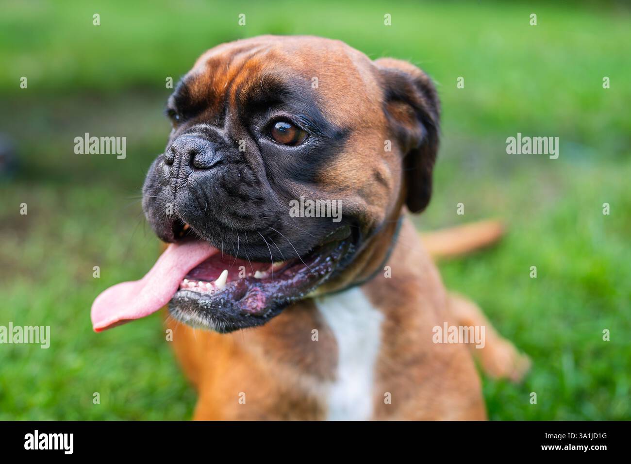 Jeune Boxer chien assis dans un jardin. Un jeune boxeur fait une pause et se détend dans un jardin. Boxer de couleur fauve, de race pure. Banque D'Images