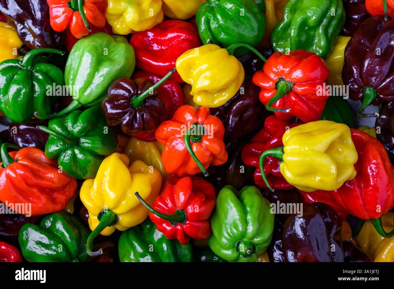 Gros plan de poivrons habanero multicolores frais mûrs (capsicum chinense). Poivrons mexicains très chauds. Photographie culinaire Banque D'Images
