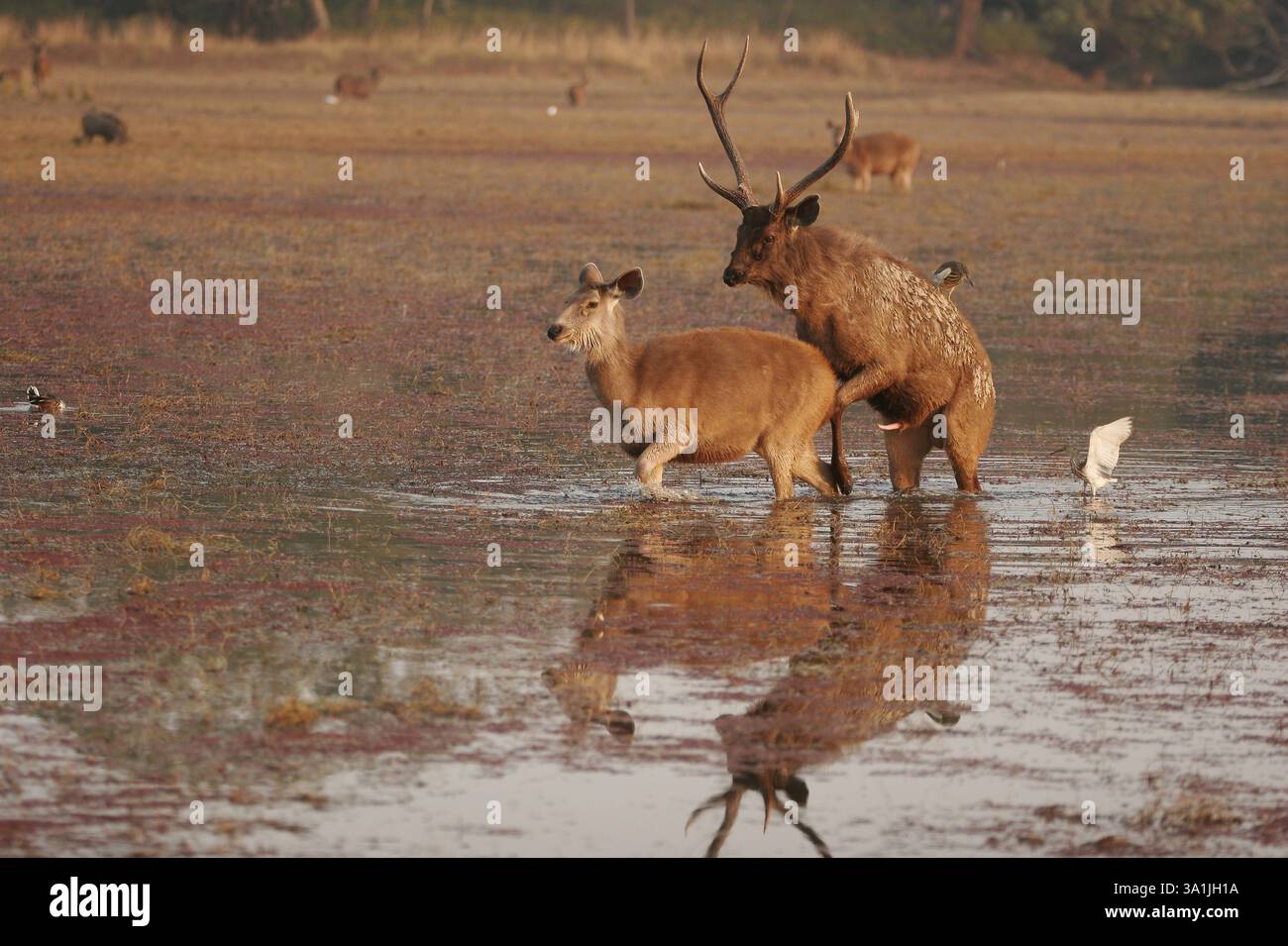 Sambar Deer Cervus unicolor, femelle mâle s'accouplant dans le lac Rajbagh, Ranthambore Tiger Reserve National Park, Rajasthan, Inde, Asie Banque D'Images