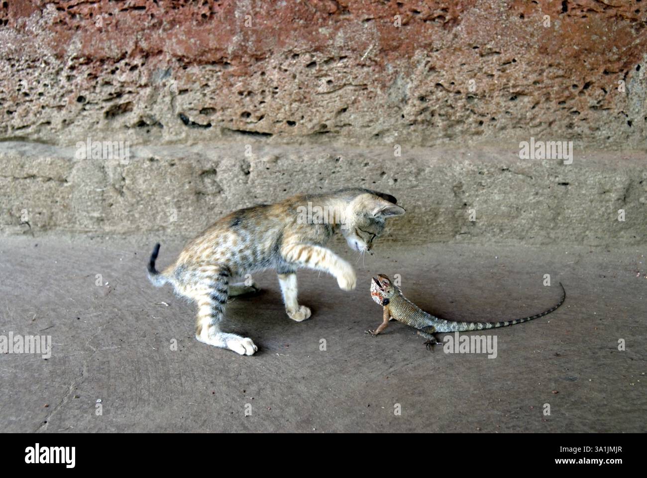 Chasse défenses withen chat et lézard in varandha of House, taluka Lanja, district de Ratnagiri, Maharashtra, Inde, Asie Banque D'Images