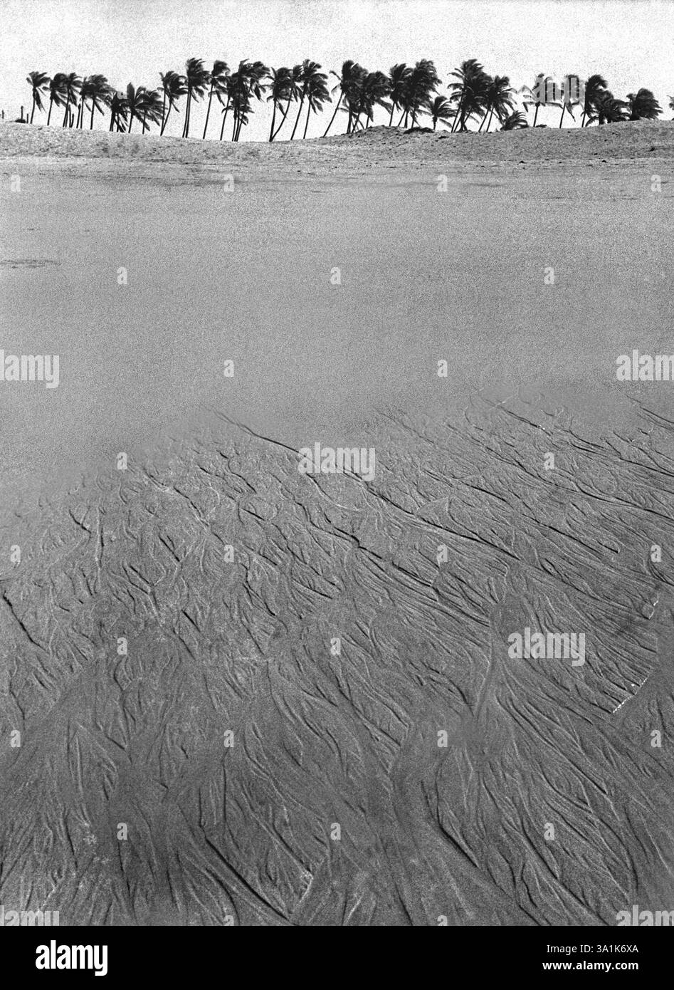 Forme de l'arbre et des crues sur le sable Banque D'Images