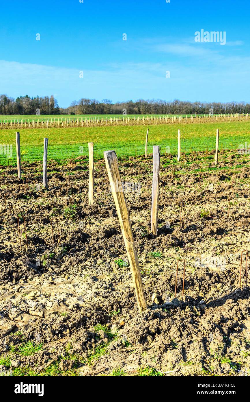 Vignes nouvellement plantées - Bossay-sur-Claise, Indre-et-Loire (37), France. Banque D'Images
