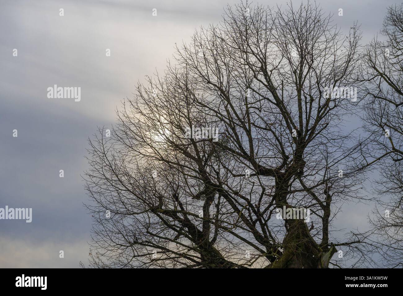 Soleil voilé derrière une couronne d'arbre sans feuilles d'un citron vert (Tilia), Bavière, Allemagne, Europe Banque D'Images