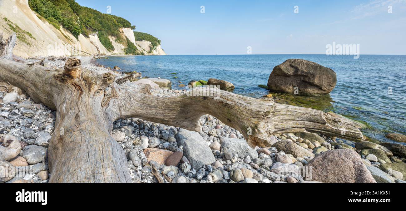 Les falaises de craie sur la mer Baltique, bois flotté, rochers et galets de silex sur le rivage, parc national de Jasmund, île de Ruegen, Mecklenburg-Western Pome Banque D'Images