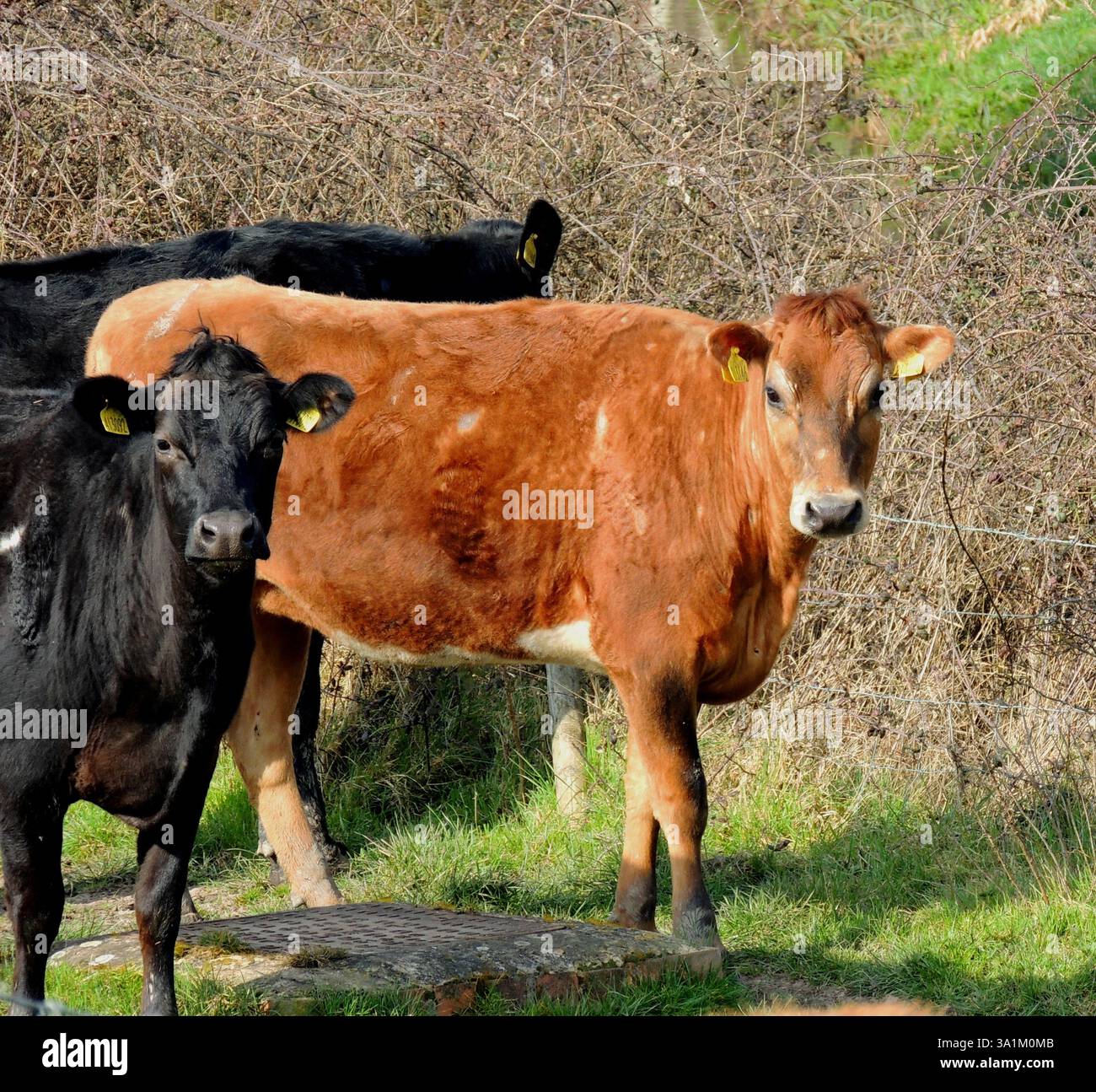 Gros plan de deux vaches une noire une brune Banque D'Images