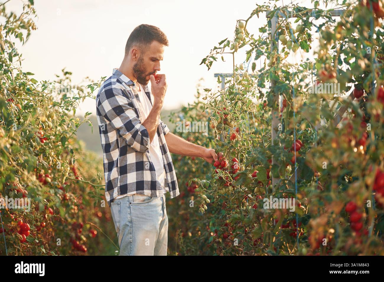 Vue latérale. Cueillir des tomates. Beau jeune homme est dans le jardin. Banque D'Images