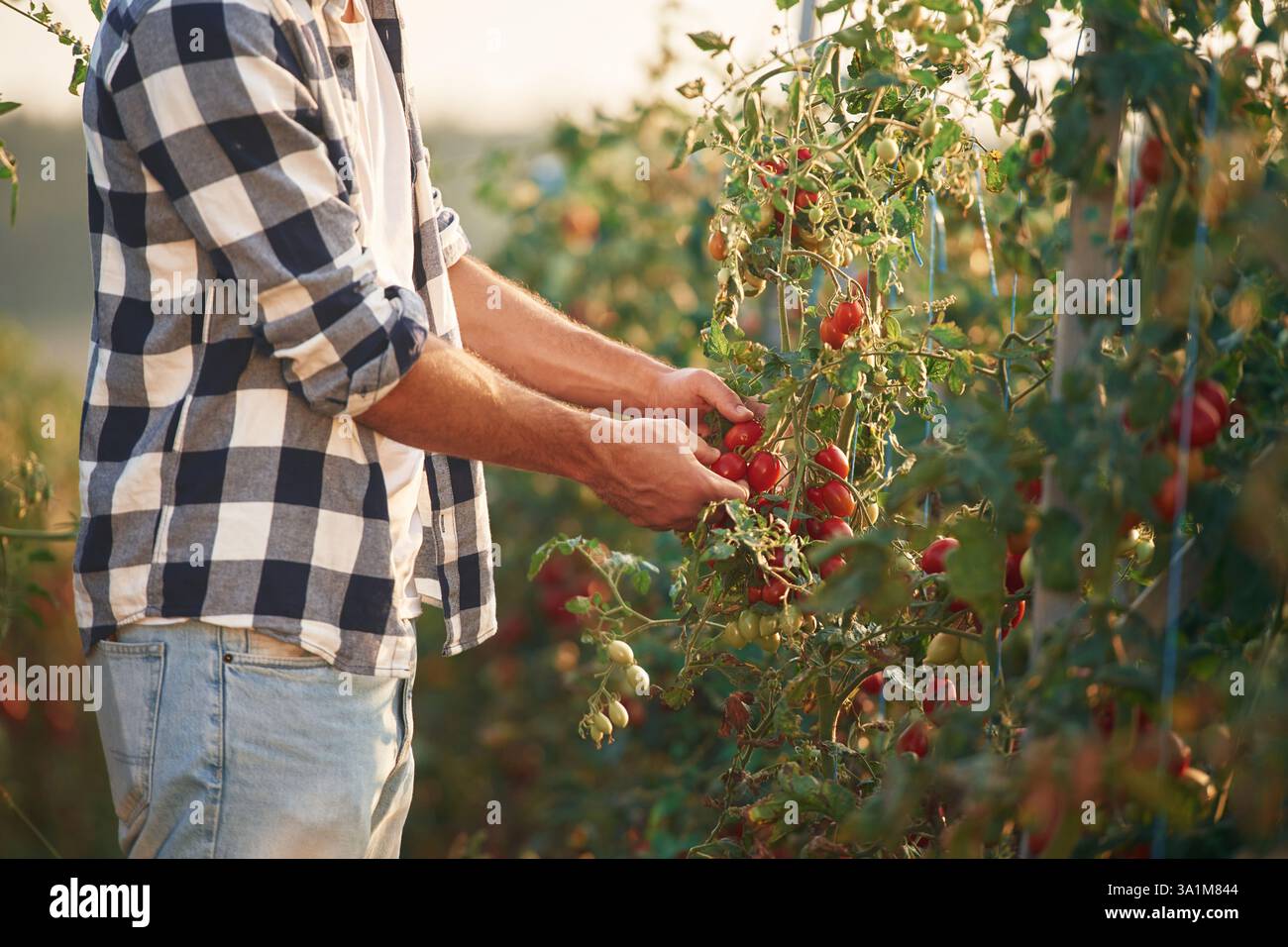Vue latérale. Cueillir des tomates. Beau jeune homme est dans le jardin. Banque D'Images