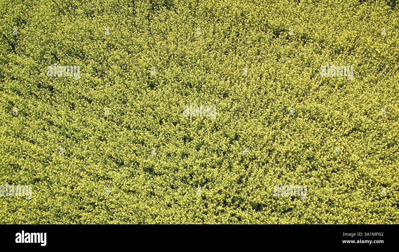 Champ de moutarde jaune. Ciel bleu au-dessus d'un champ de moutarde dans l'Idaho rural, USA. Banque D'Images