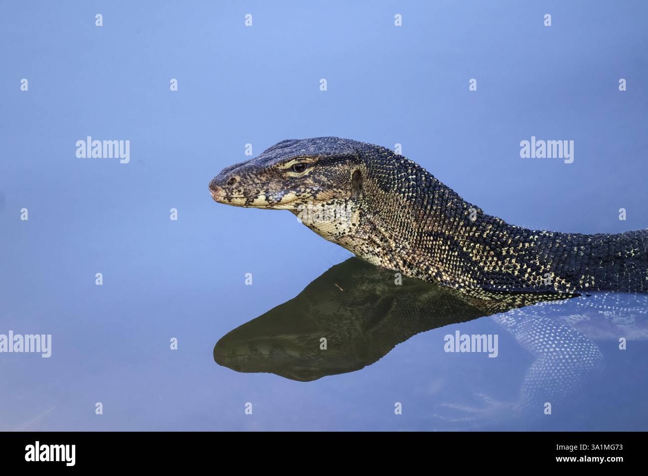 Moniteur d'eau asiatique (Varanus salvator) en eau douce, portrait animal Banque D'Images