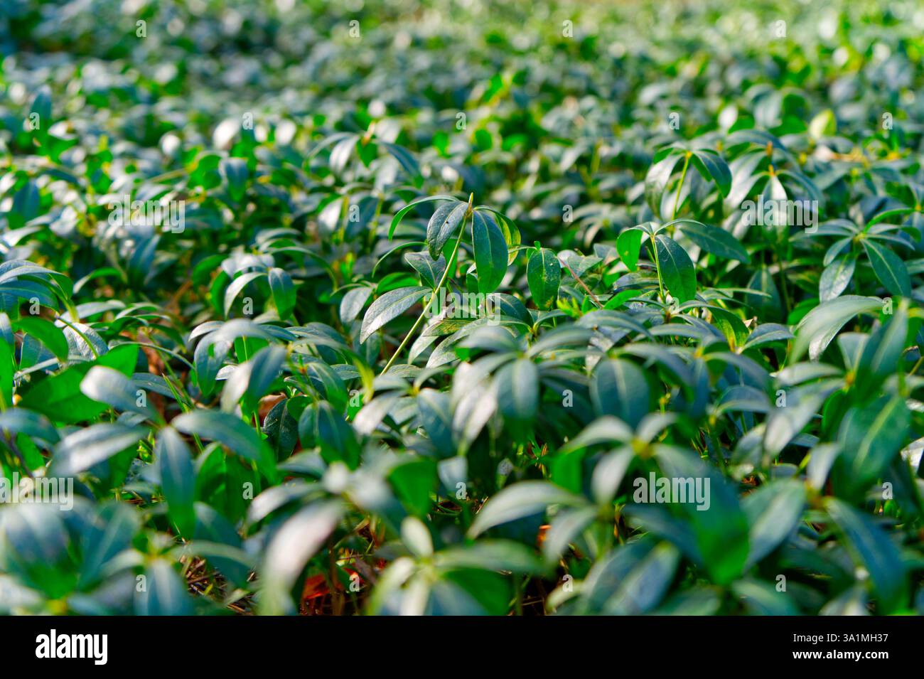 Un jardin ensoleillé prospère avec une végétation luxuriante, des feuilles brillantes et des motifs complexes de lumière et d'ombre. Banque D'Images