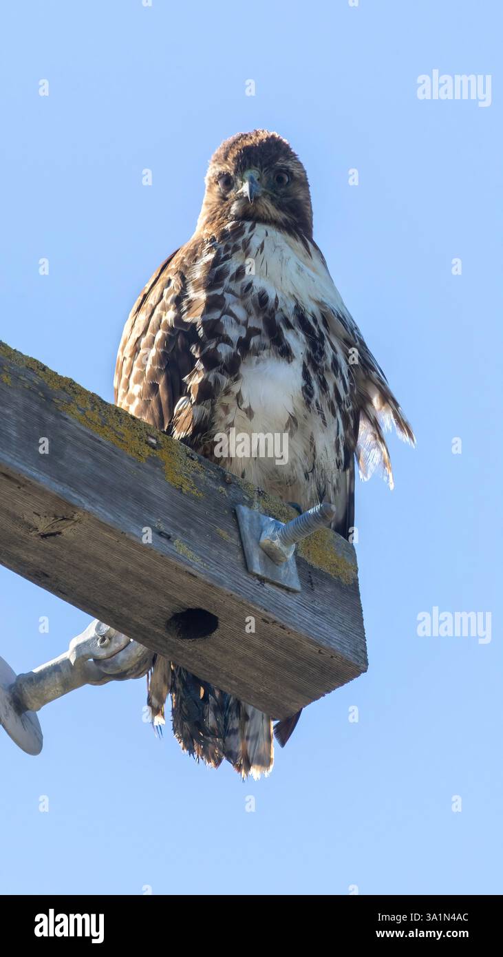 Hawk à queue rouge perché sur un poteau électrique. Palo Alto Baylands, comté de Santa Clara, Californie, États-Unis. Banque D'Images