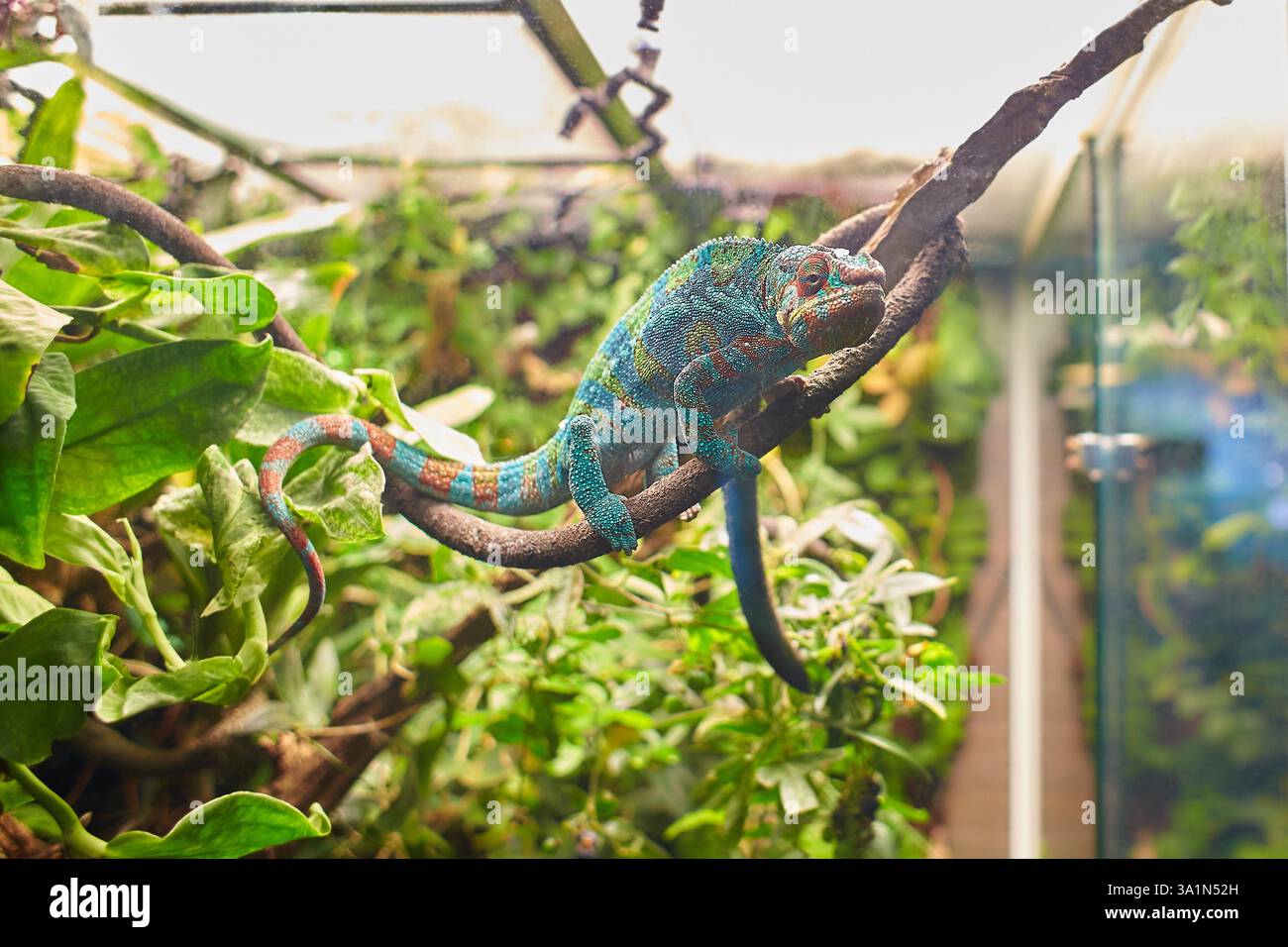 Panther chameleon Furcifer pardalis de Madagascar, perché sur une branche Banque D'Images