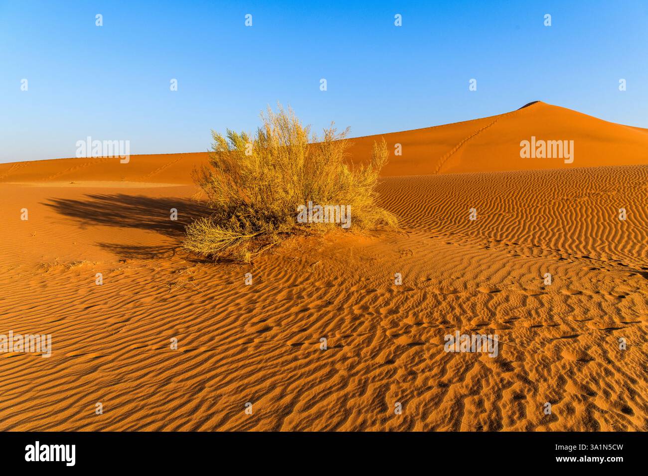 Orange Sanddune et Bush contre Blue Sky, Namib-Naukluft Desert Namibie Banque D'Images