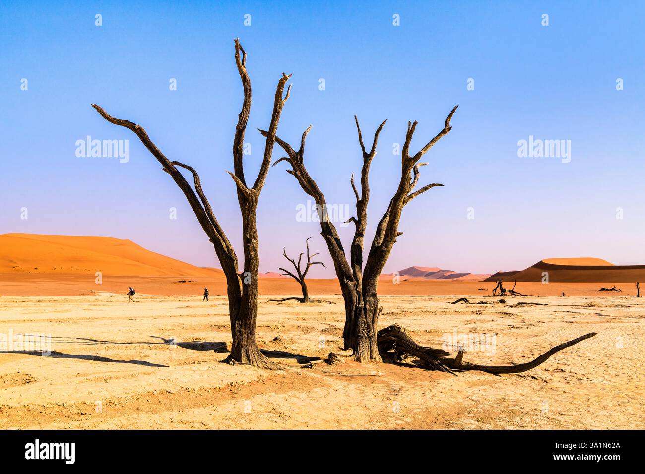 Silhouettes d'arbres morts à Deadvlei, Sesriem, Namibie Banque D'Images