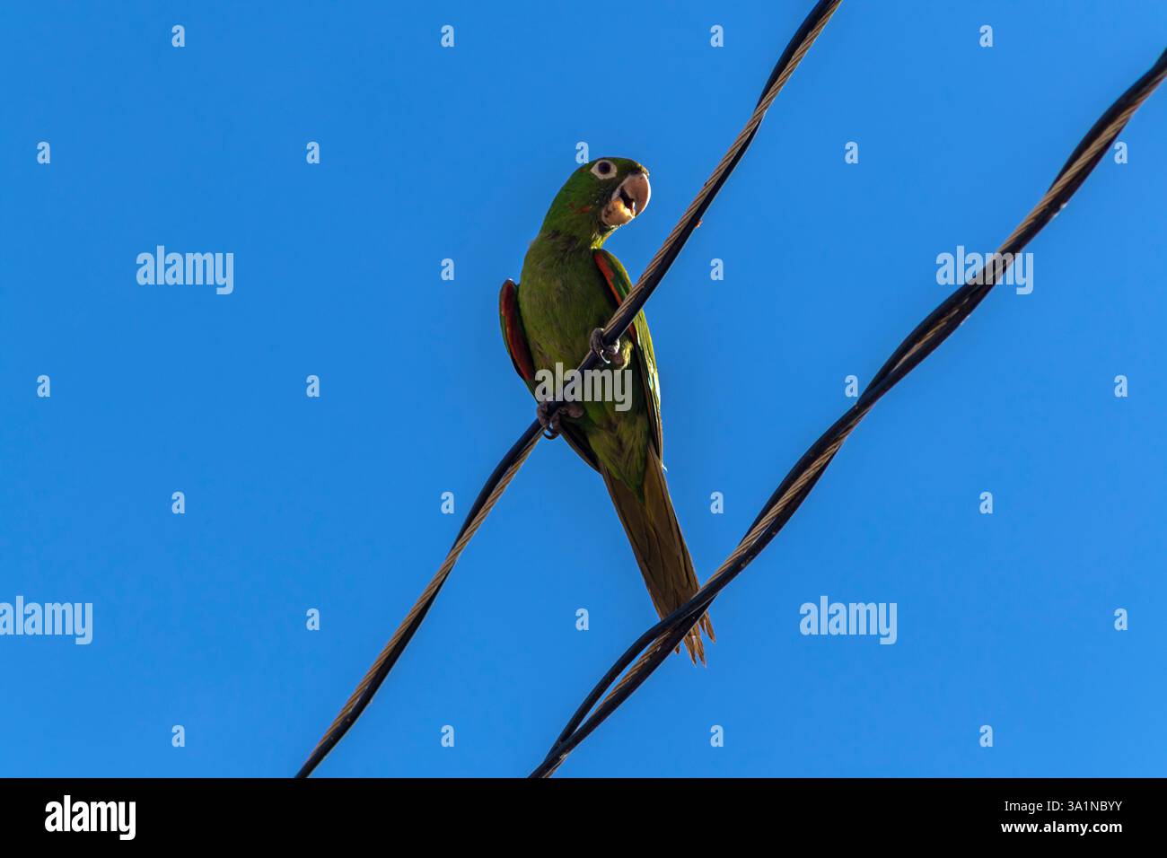 Maritacas ou perroquets brésiliens ont atterri sur un fil haute tension avec fond bleu ciel au Brésil Banque D'Images