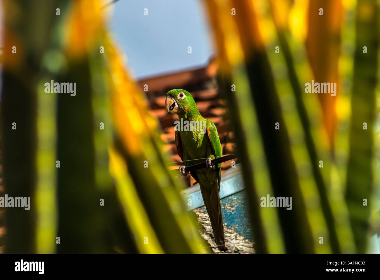 Perruche perchée sur un câble électrique entre des tiges de mandacaru floues et le toit d'une maison en arrière-plan dans une ville du Brésil Banque D'Images