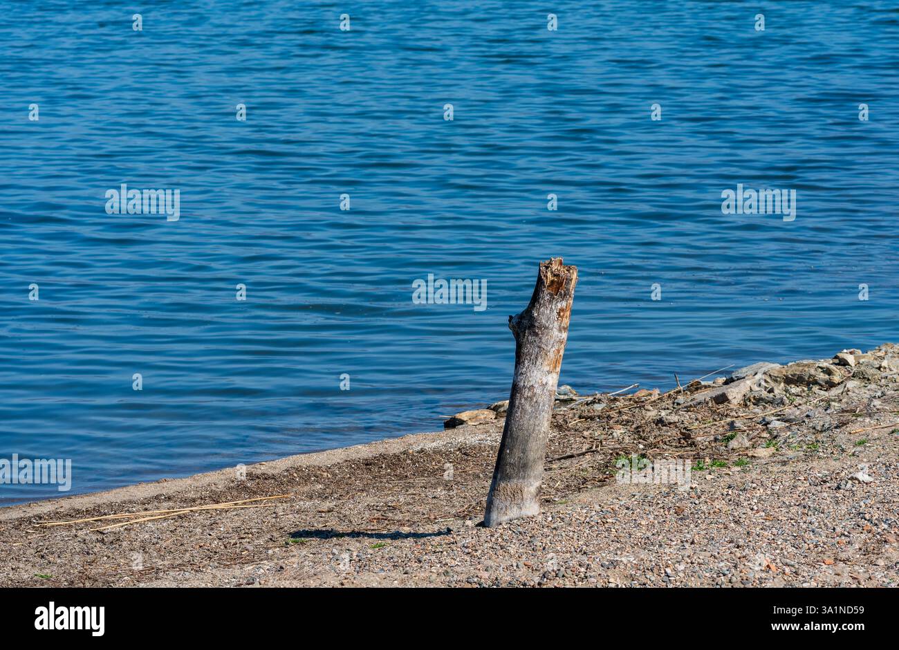 Tronc d'arbre brisé, repos au bord du lac au printemps. Sur Sandy Beach. Banque D'Images