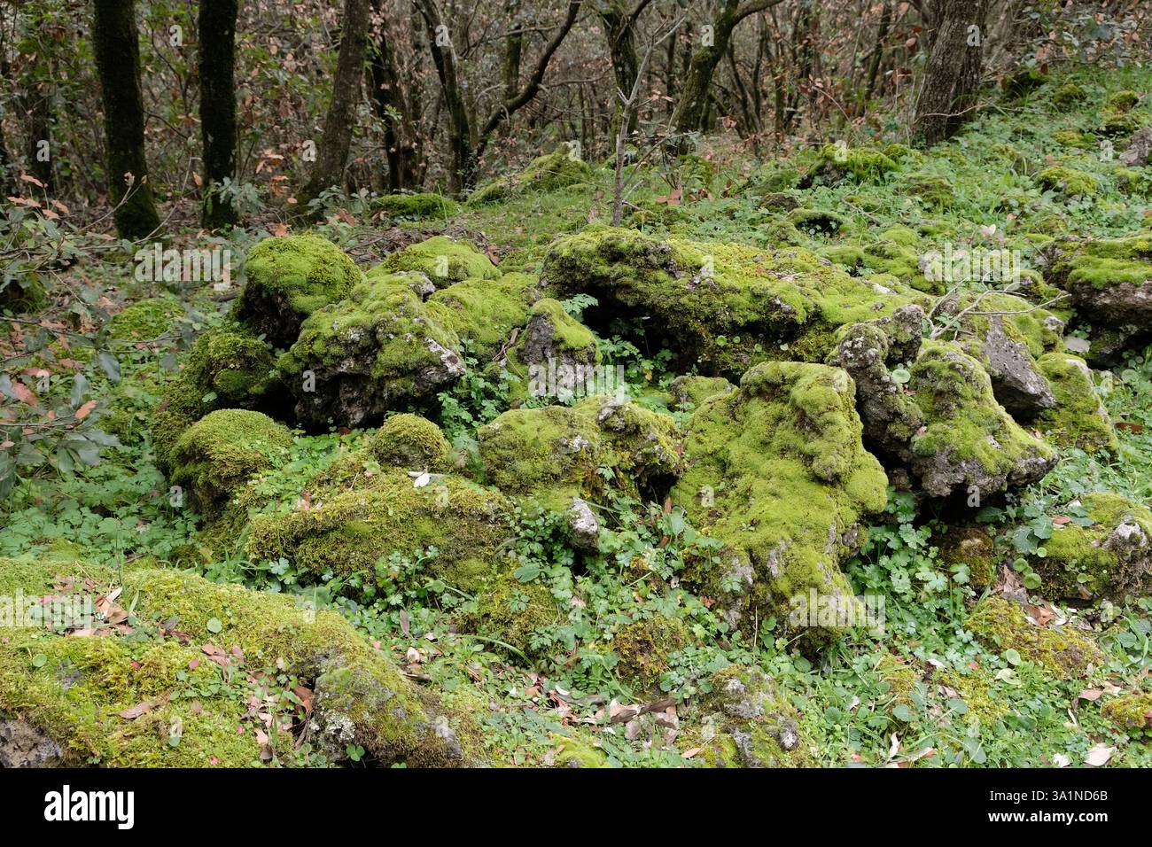 Pierres de lave couvertes de mousse luxuriante dans Etna-Park, Sicile, Italie Banque D'Images