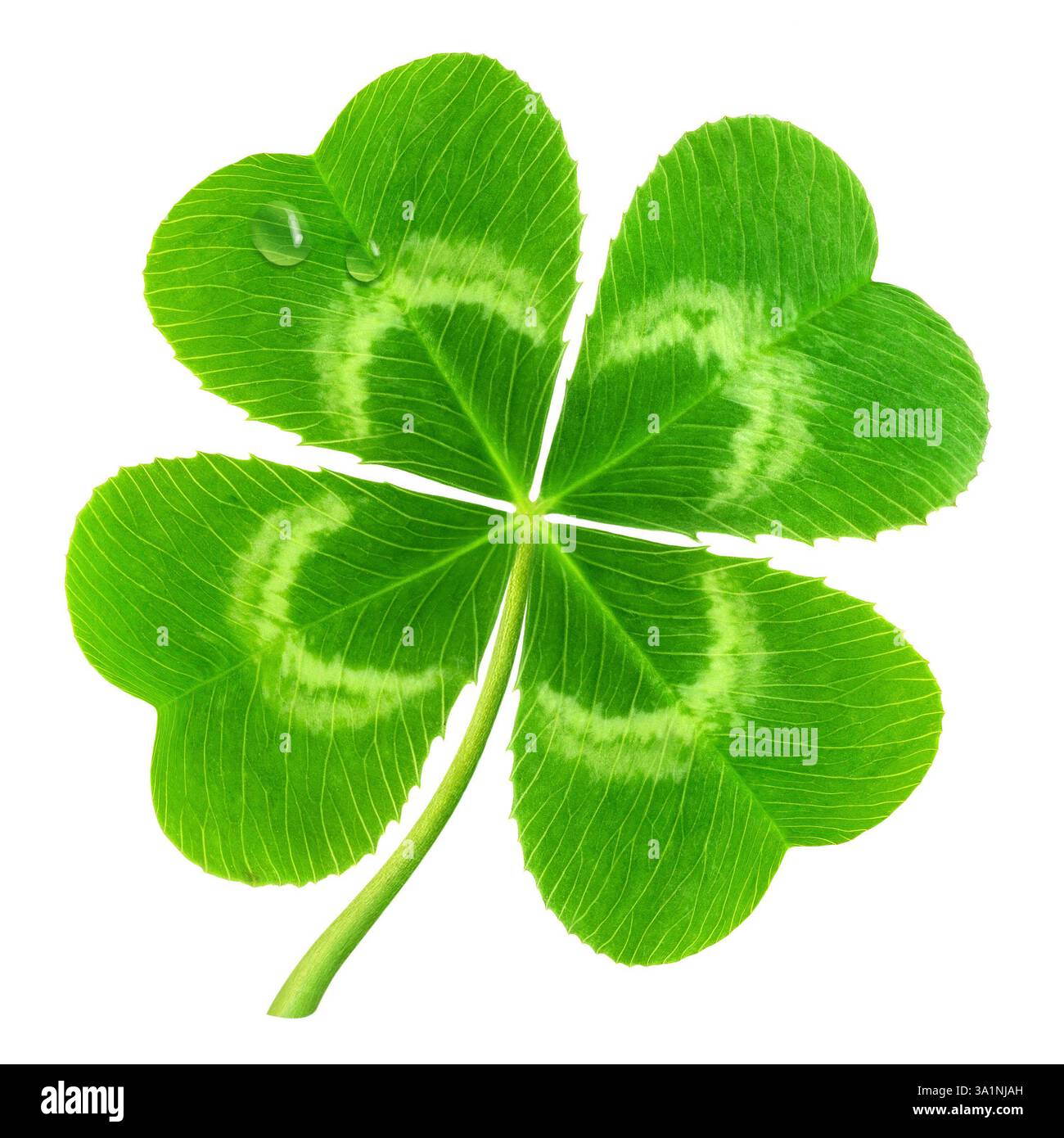 Trèfle chanceux à quatre feuilles isolé sur blanc (symbole de la Saint Patrick) Banque D'Images